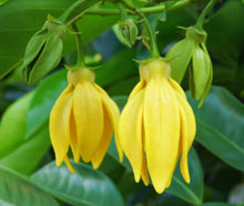 Ylang Ylang (BUY TWO GET TWO FREE LIMITED EDITION)- Put your two free in the comment box when ordering