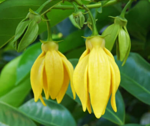 Ylang Ylang *50% OFF!*